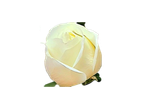 گل شاخه بریده رز سفید هلندی