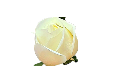 رز سفید