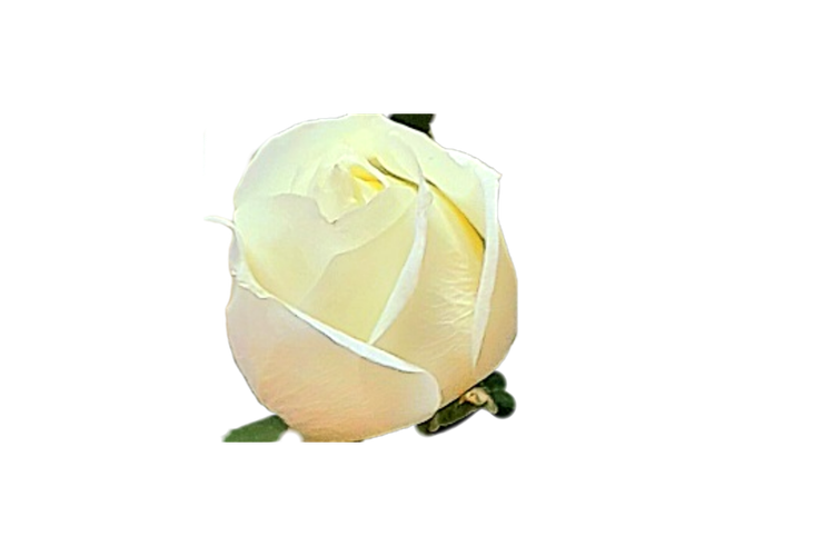 گل شاخه بریده رز سفید هلندی