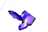 گل-شاخه-بریده-زنبق-بنفش