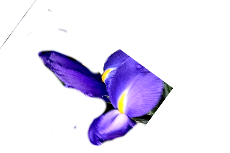 گل-شاخه-بریده-زنبق-بنفش