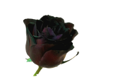 رز مشکی