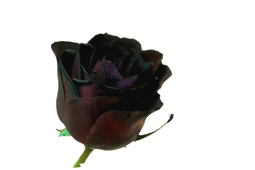 رز مشکی