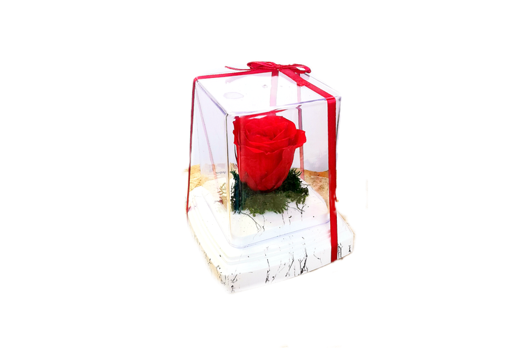 رز جاویدان قرمز