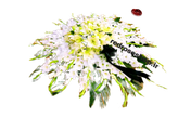 گل رومیزی گرد لیلیوم گلایل