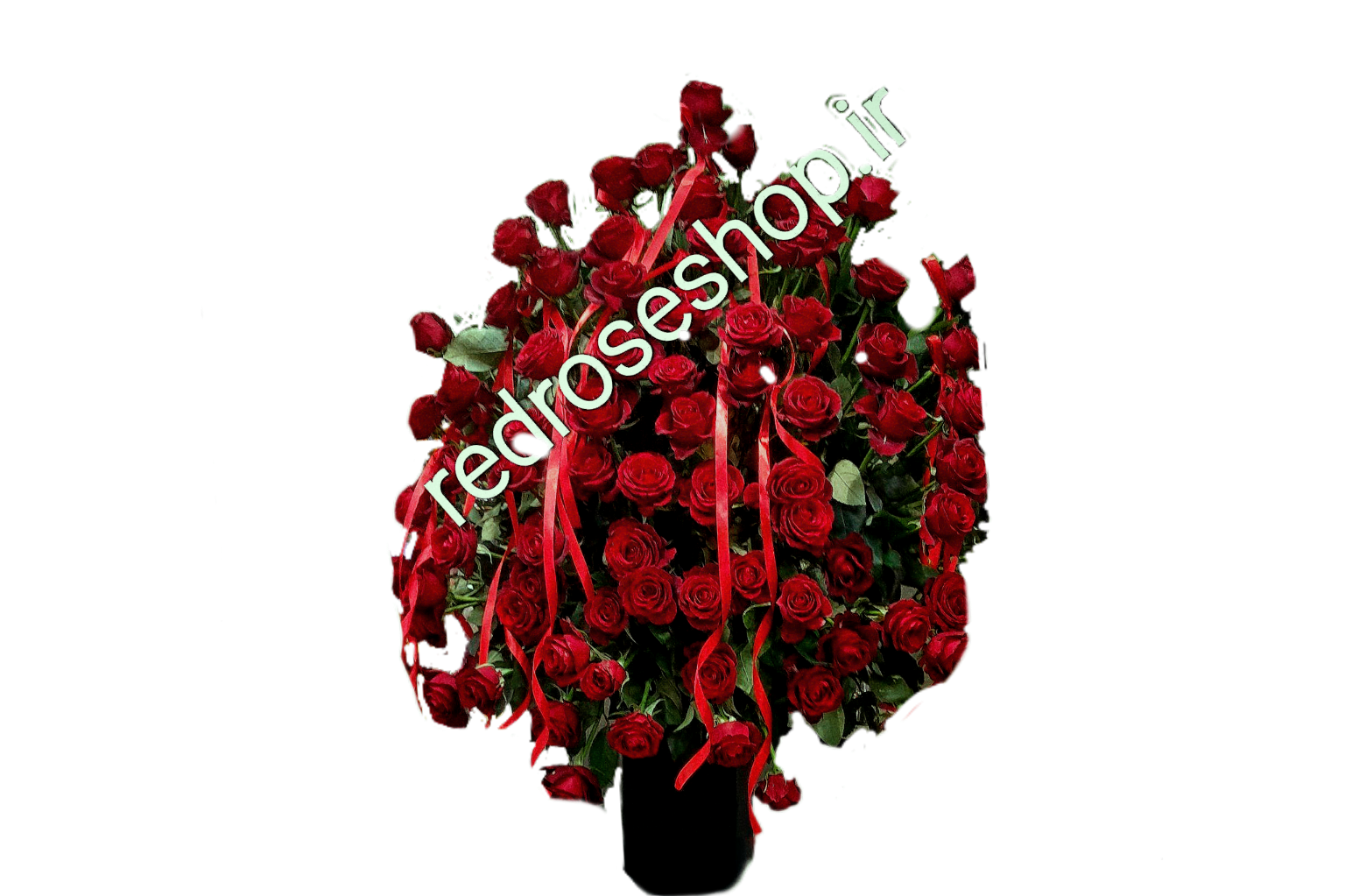 باکس گل رز ۵۰ شاخه بزرگ