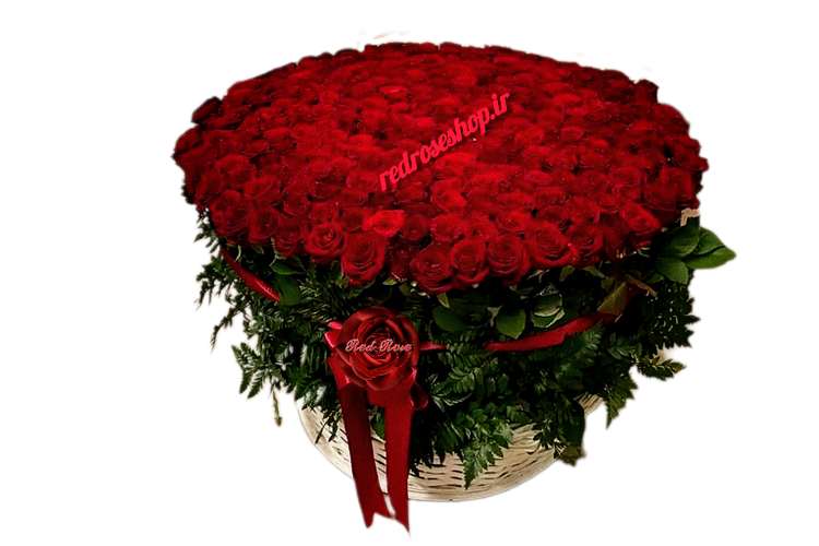 سبد -۱۰۰-شاخه- گل- رز -قرمز- برگهای -سبز -روبان -قرمز -ساتن