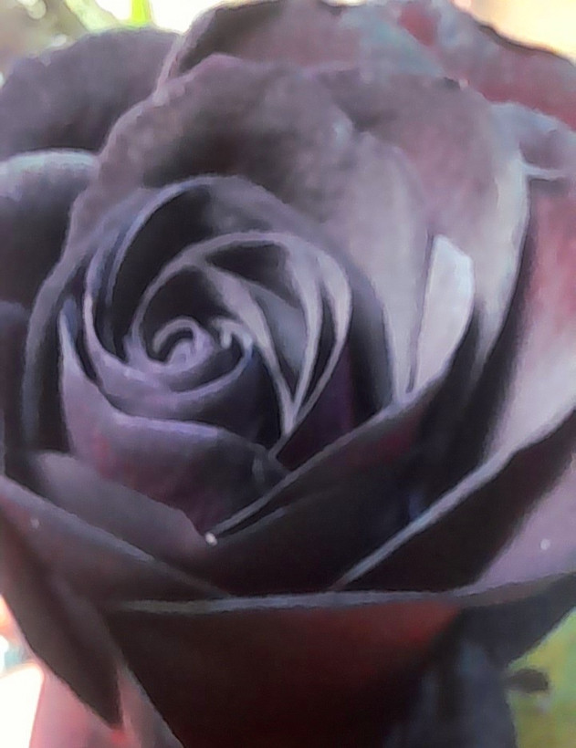 گل رز مشکی طبیعی