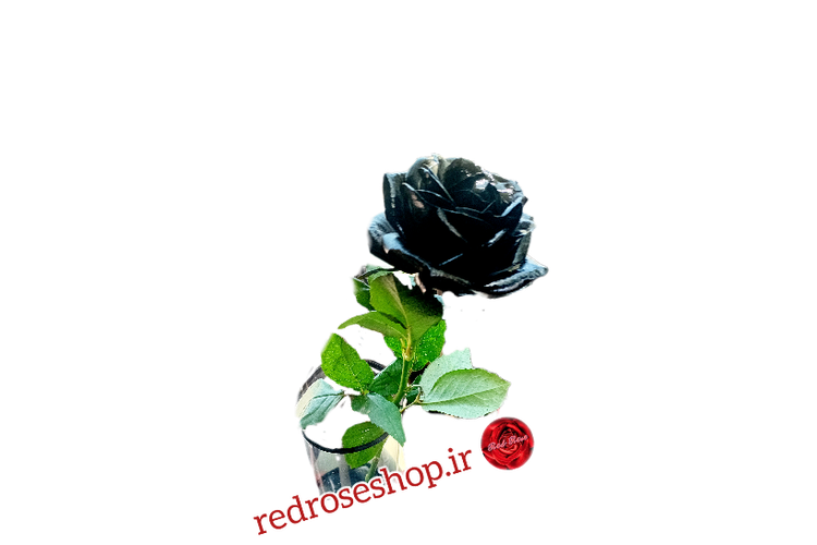 رز مشکی رنگ شده