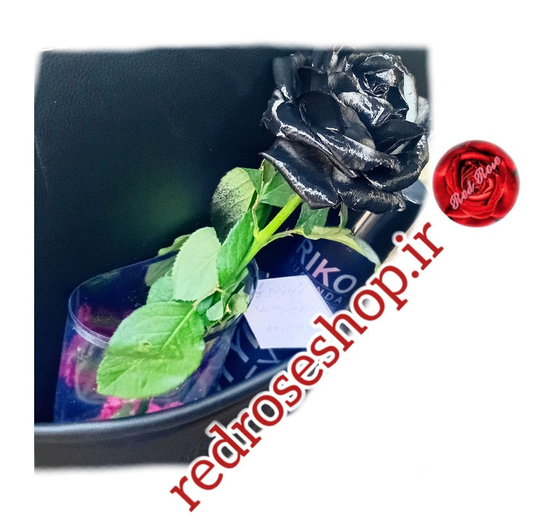 شاخه رز سیاه رنگ شده