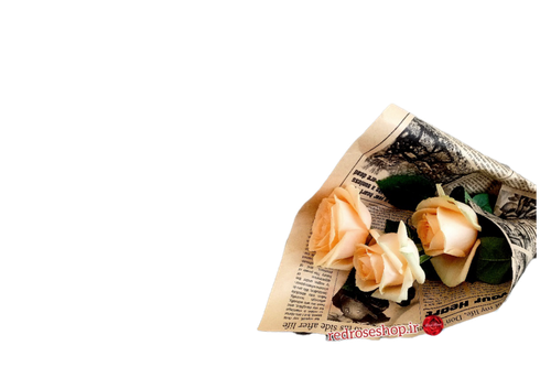 ۳_شاخه_رز_نباتی_کرم_رنگ_دسته_گل_روزنامه_