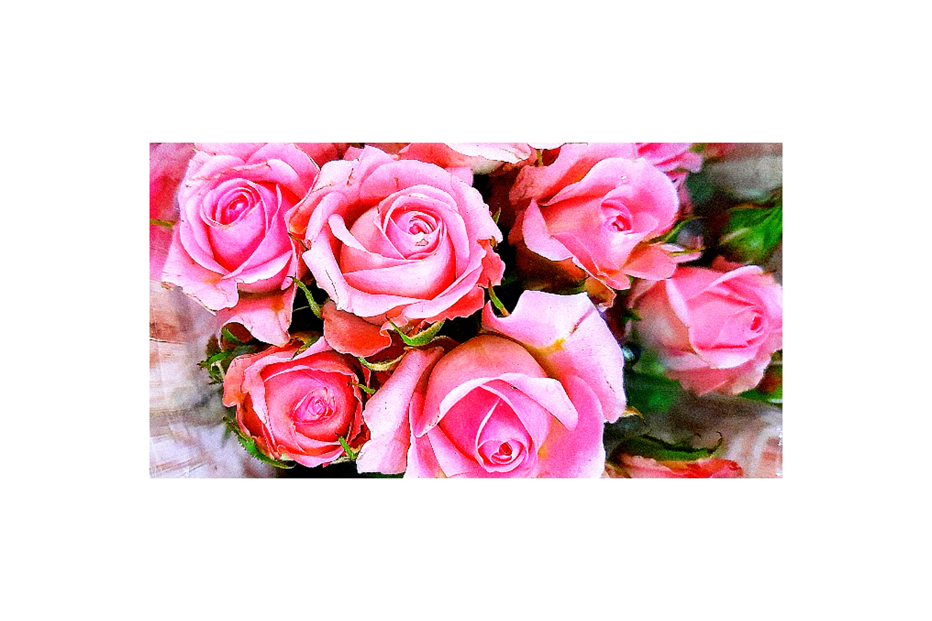 رز مینیاتوری خوشه ای صورتی