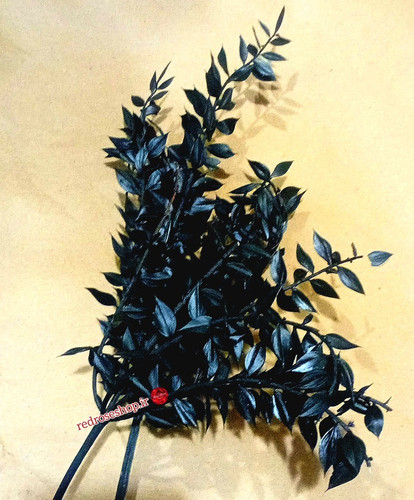 برگ-خشک-جز-مشکی