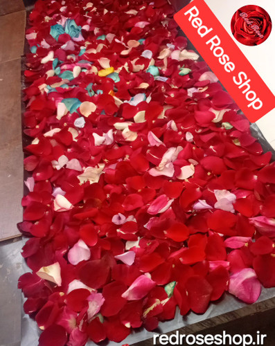 گلبرگ-پرپر-شده-رز-قرمز-رنگی