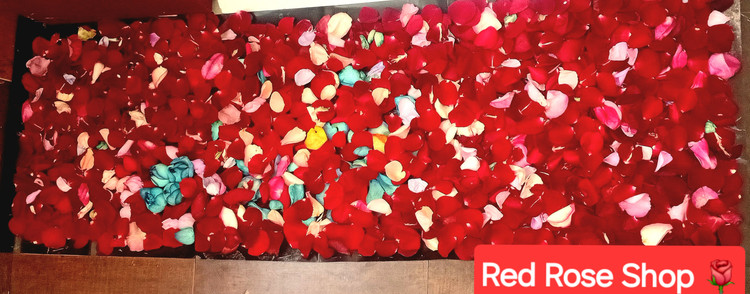 گلبرگ-پرپر-شده-رز-قرمز-رنگی