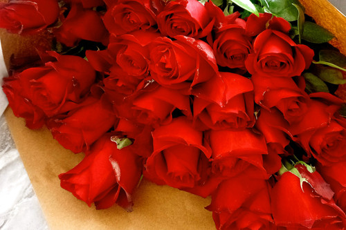 گل-رز-قرمز-شاخه-بریده-تازه-هلندی