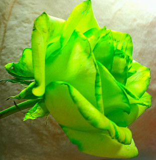 گل-رز-شاخه-بریده-رنگ-سبز-طبیعی