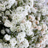 ژیپسوفیلا-سفید-دسته