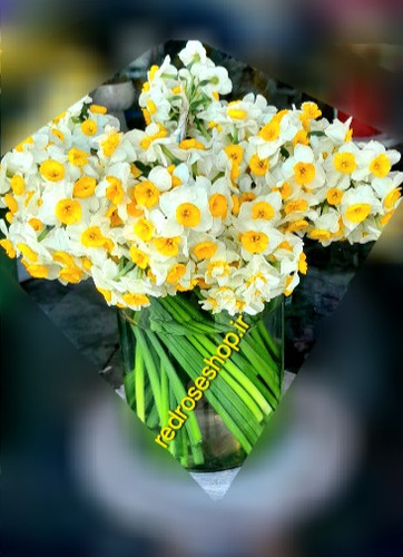 گل-نرگس-دسته-شاخه-بریده-تازه