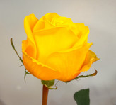 دسته گل رز لب صورتی کد ۵۲۱