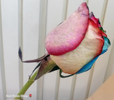 شاخه گل رز هفت رنگ هلندی کد ۸۵۵