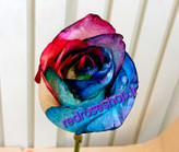 شاخه گل رز هفت رنگ هلندی کد ۸۵۵