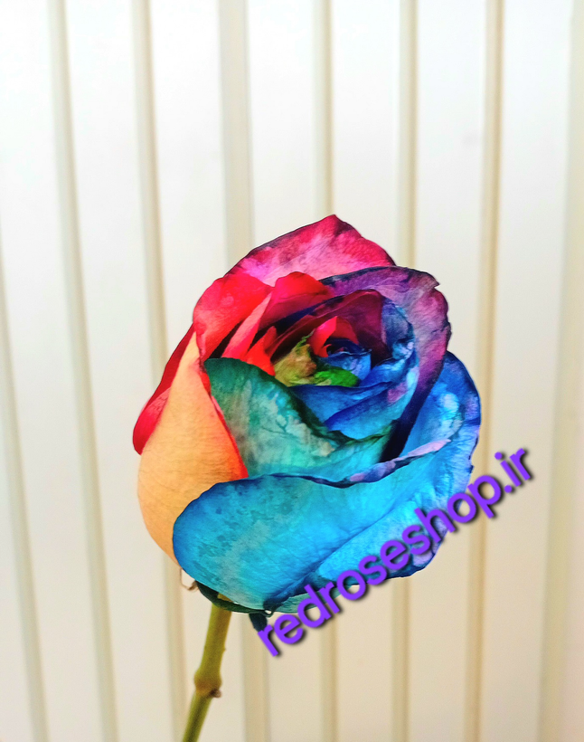گل-شاخه-بریده-رز- هفت- رنگ