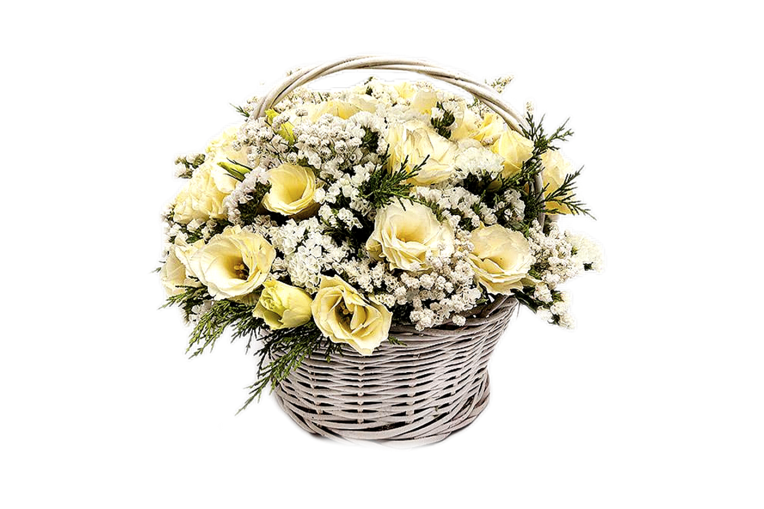 سبد-گل-گرد-لیسین توس-ایساتیس-سفید